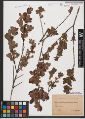 Foto von Salix aurita L. x Salix myrtilloides L.